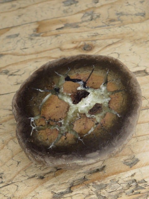 septaria sferosyderyt - syderyt ilasty - Polska - połówka