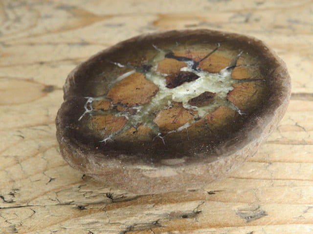 septaria sferosyderyt - syderyt ilasty - Polska - połówka