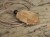 Runa Algiz - wisior z ceramiki - amulet ochronny