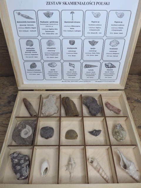 Zestaw skamieniałości Polski