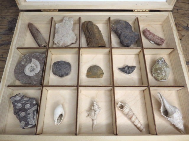 Zestaw skamieniałości Polski