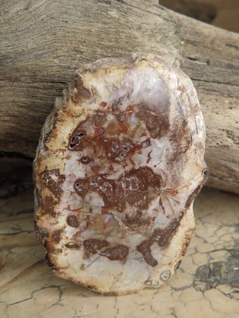 skamieniałe drewno * Madagaskar