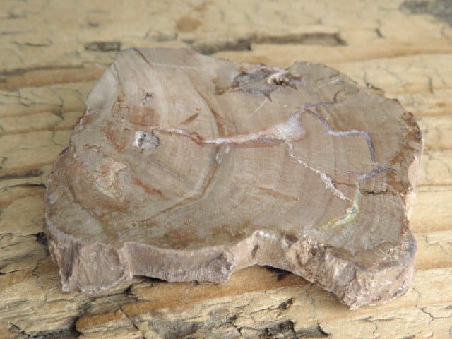 skamieniałe drewno * Madagaskar