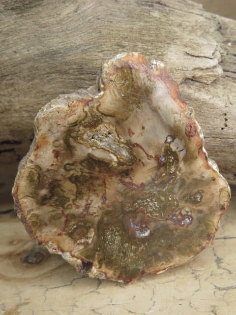 skamieniałe drewno * Madagaskar