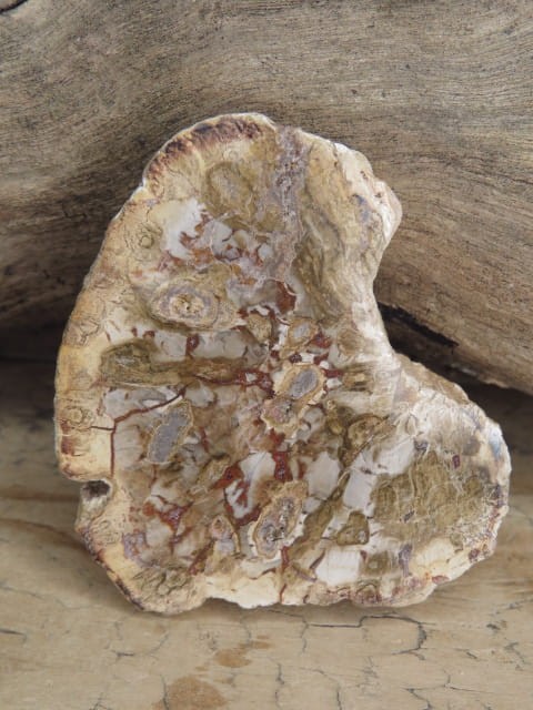 skamieniałe drewno * Madagaskar