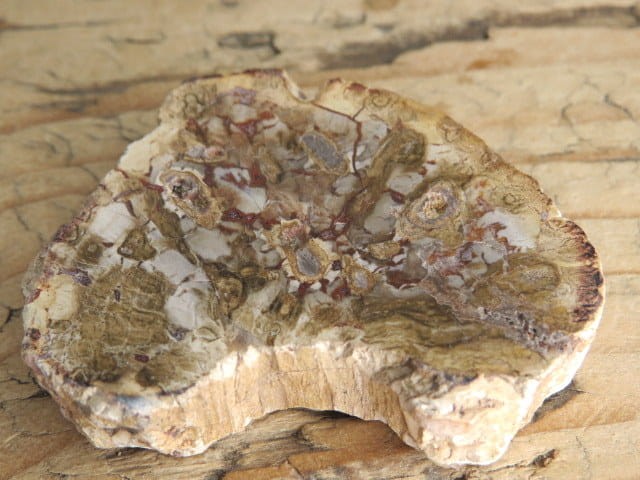 skamieniałe drewno * Madagaskar