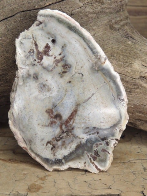 skamieniałe drewno * Madagaskar