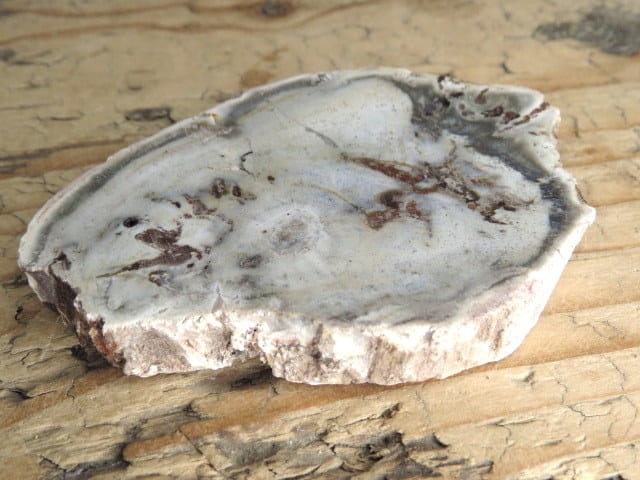 skamieniałe drewno * Madagaskar