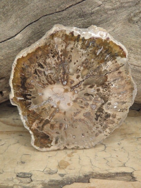 skamieniałe drewno * Madagaskar