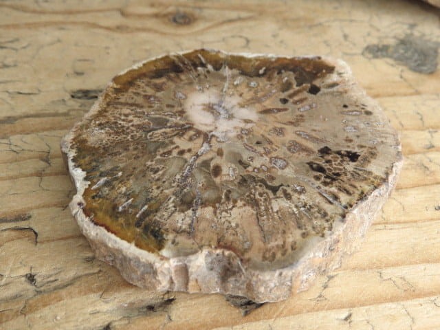 skamieniałe drewno * Madagaskar