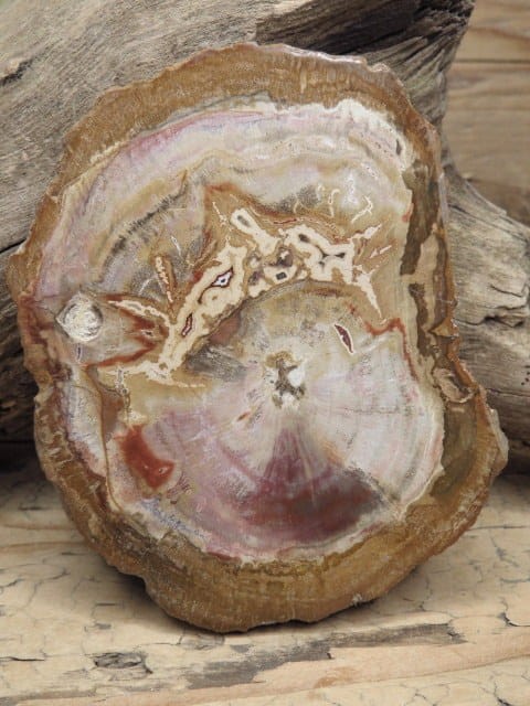 skamieniałe drewno * Madagaskar