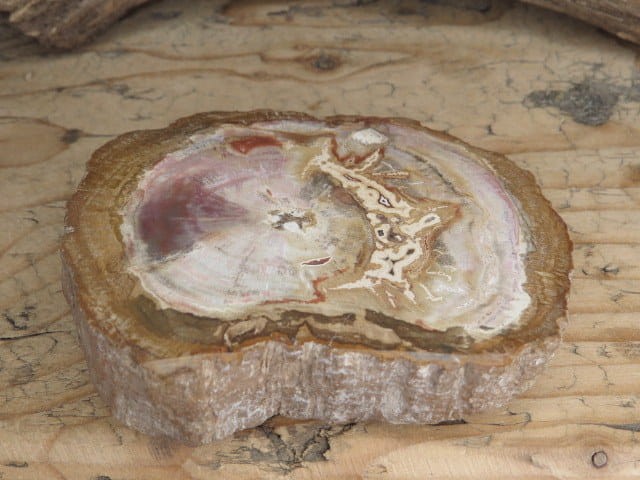 skamieniałe drewno * Madagaskar