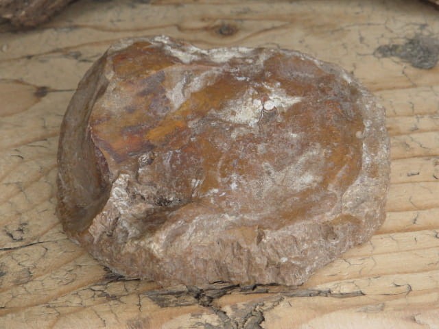 skamieniałe drewno * Madagaskar