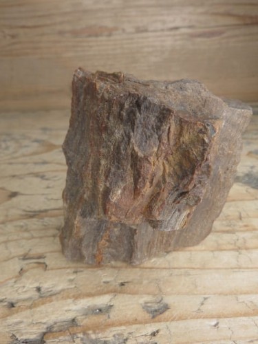 skamieniałe drewno * Włoszczowice Polska