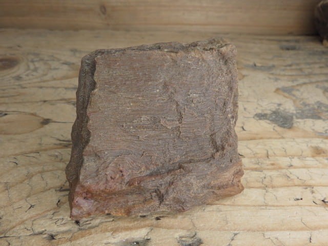 skamieniałe drewno * Włoszczowice Polska