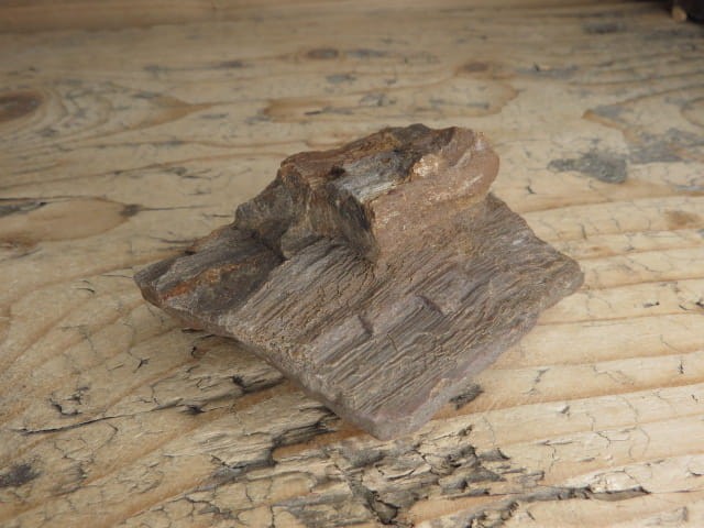 skamieniałe drewno * Włoszczowice Polska