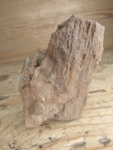 skamieniałe drewno * Włoszczowice Polska