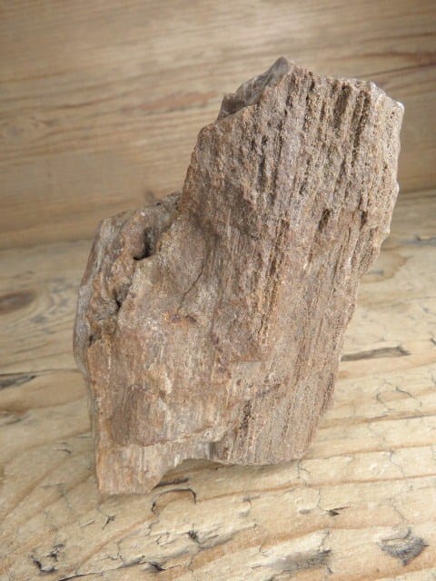 skamieniałe drewno * Włoszczowice Polska