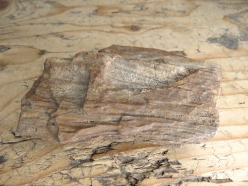 skamieniałe drewno * Włoszczowice Polska