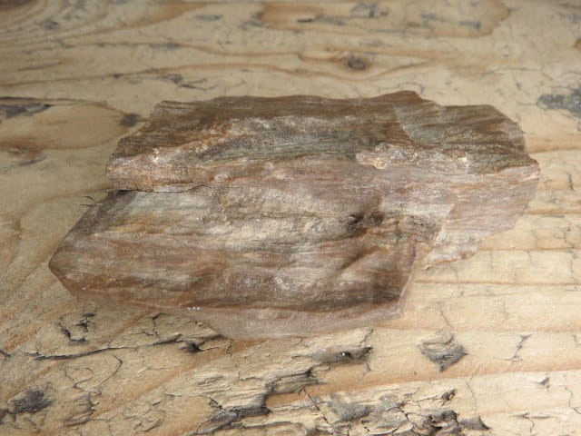 skamieniałe drewno * Włoszczowice Polska