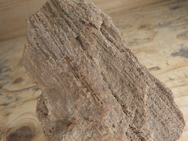 skamieniałe drewno * Włoszczowice Polska