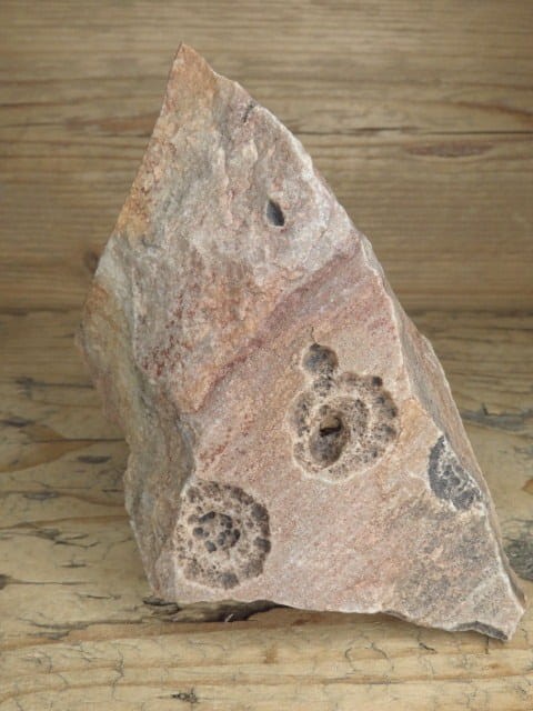 Vendobionta - fauna ediacara