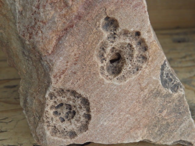 Vendobionta - fauna ediacara
