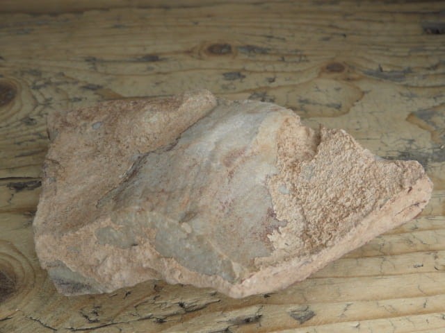 Vendobionta - fauna ediacara