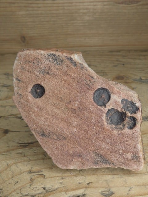 Vendobionta - fauna ediacara