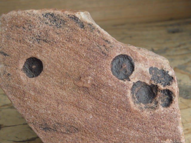 Vendobionta - fauna ediacara