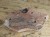 Vendobionta - fauna ediacara
