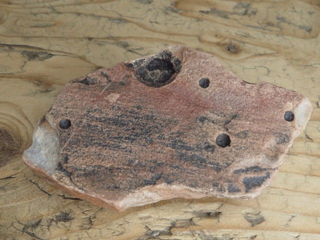 Vendobionta - fauna ediacara