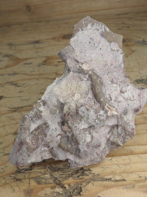 Rugosa sp. - koralowce * Kowala Polska