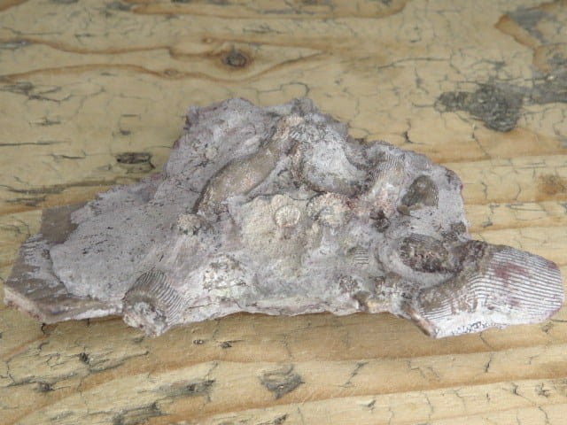 Rugosa sp. - koralowce * Kowala Polska