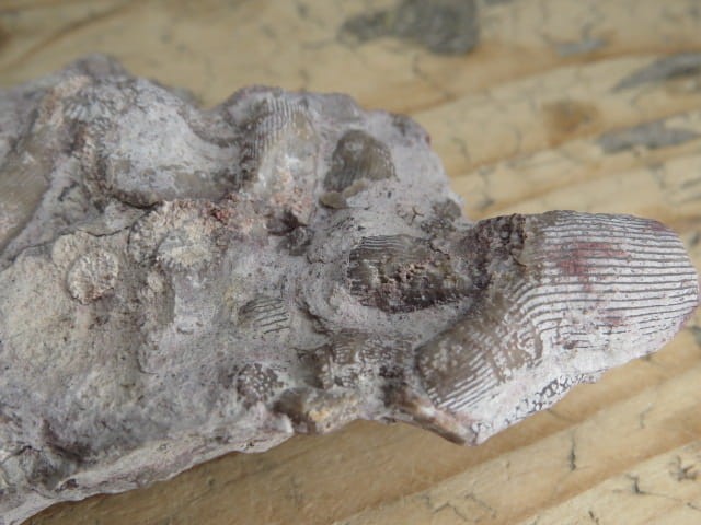 Rugosa sp. - koralowce * Kowala Polska