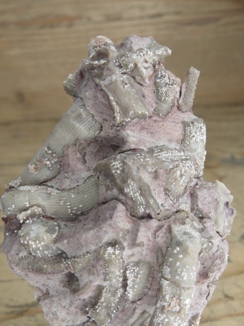 Rugosa sp. - koralowce * Kowala Polska