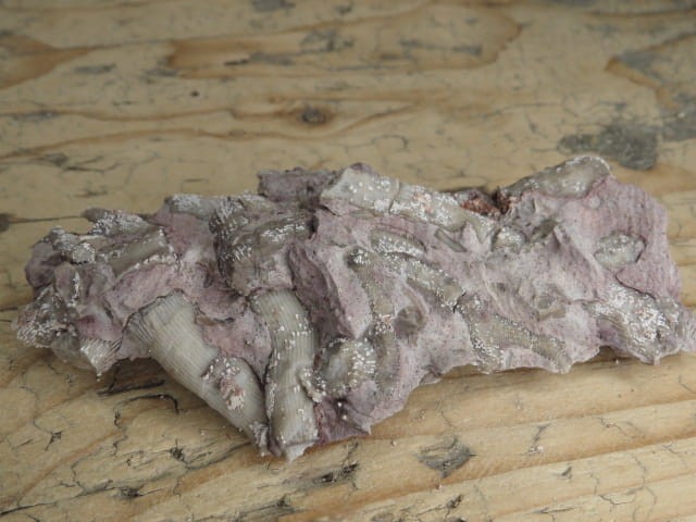 Rugosa sp. - koralowce * Kowala Polska