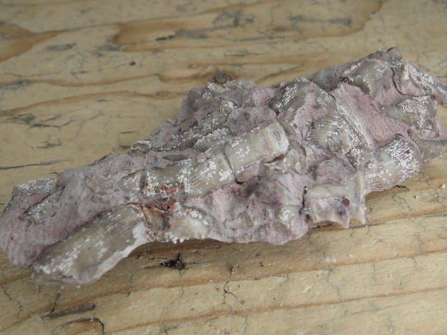 Rugosa sp. - koralowce * Kowala Polska