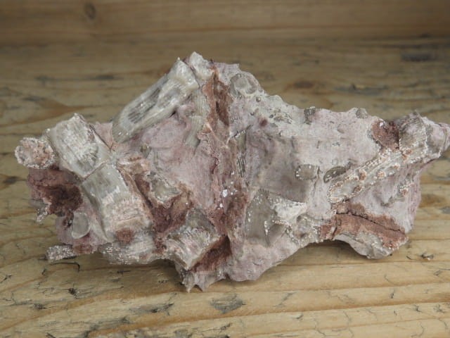 Rugosa sp. - koralowce * Kowala Polska