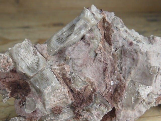 Rugosa sp. - koralowce * Kowala Polska