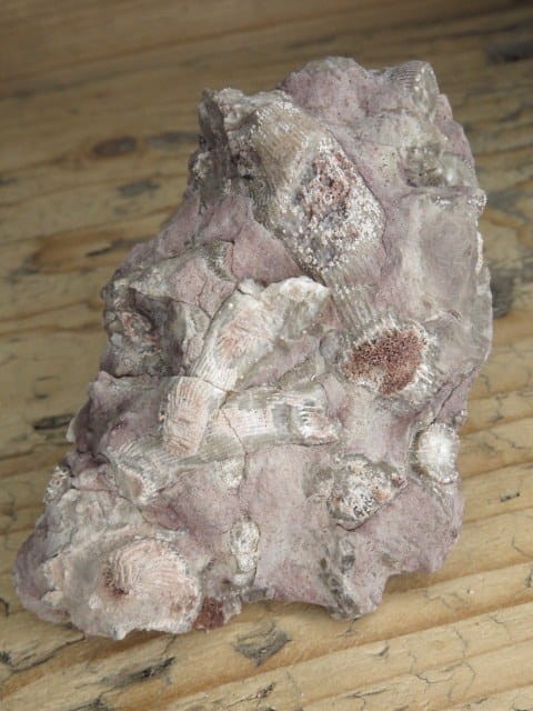 Rugosa sp. - koralowce * Kowala Polska