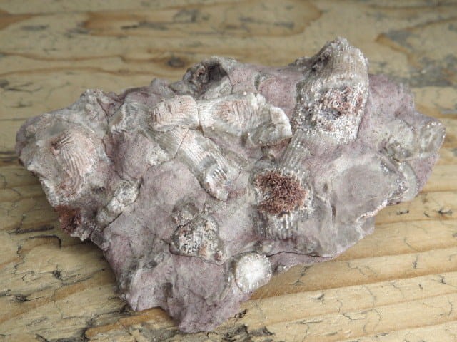 Rugosa sp. - koralowce * Kowala Polska