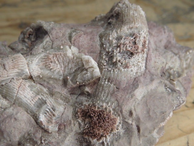 Rugosa sp. - koralowce * Kowala Polska