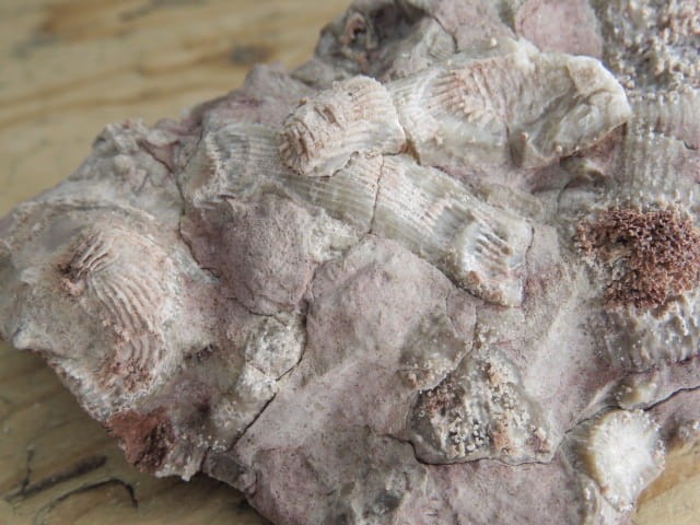 Rugosa sp. - koralowce * Kowala Polska