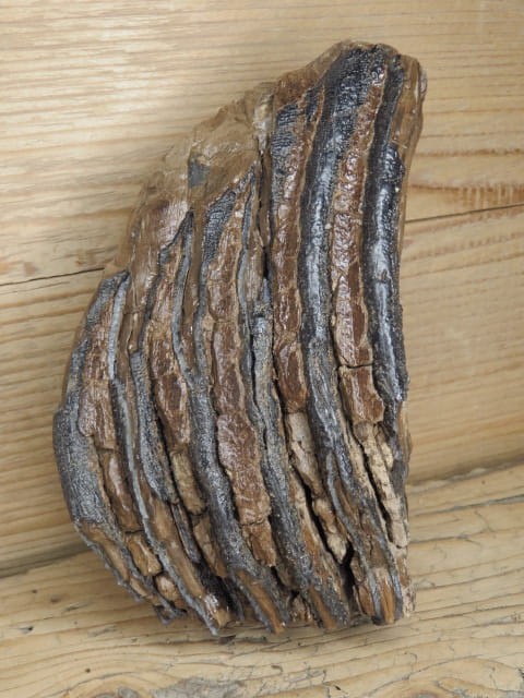 ząb mamuta - skamieniałość