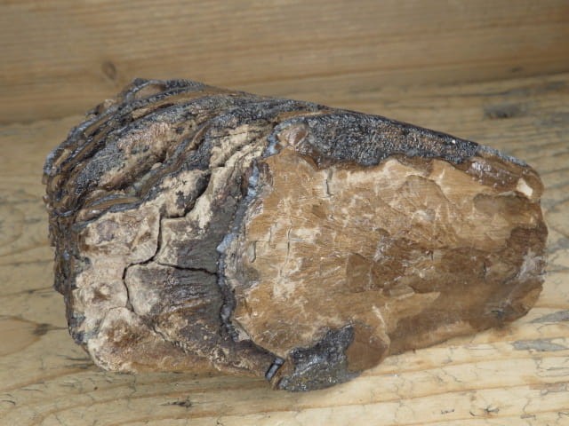 ząb mamuta - skamieniałość