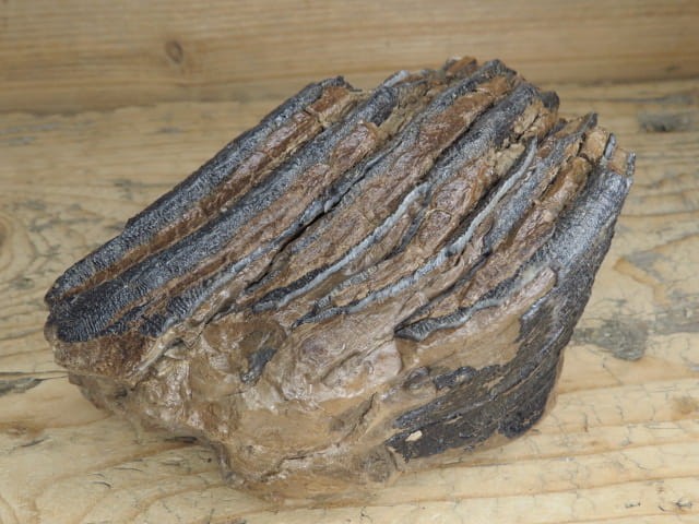 ząb mamuta - skamieniałość