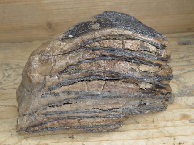 ząb mamuta - skamieniałość