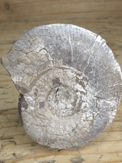 amonit Asphinctites tenuiplicatus * Polska