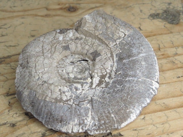 amonit Asphinctites tenuiplicatus * Polska